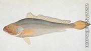 Eekan Slampay, from 'Drawings of Fishes from Malacca', c.1805-18 - Chinese School
