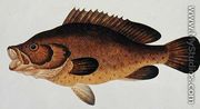 Eekan Kartong, from 'Drawings of Fishes from Malacca', c.1805-18 - Chinese School