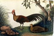 Poultry, from 'Drawings of Birds from Malacca', c.1805-18 - Chinese School