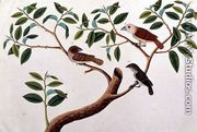 Boorong Rangong, from 'Drawings of Birds from Malacca', c.1805-18 - Chinese School
