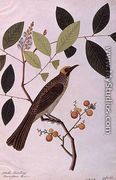Mata Cooching, from 'Drawings of Birds from Malacca', c.1805-18 - Chinese School