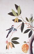 Nam-Nam Boorong Goolalay, Cynometra cauliflora, from 'Drawings of Birds from Malacca', c.1805-18 - Chinese School