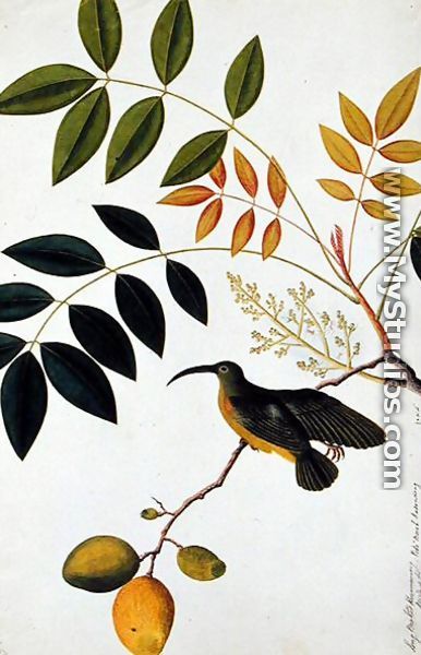 Long-beaked Humming Bird, Poko Booah Kadonong, from 
