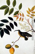 Long-beaked Humming Bird, Poko Booah Kadonong, from 'Drawings of Birds from Malacca', c.1805-18 - Chinese School