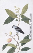 Booah Nawa Hawa, from 'Drawings of Birds from Malacca', c.1805-18 - Chinese School