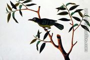Bird in a Tree, from 'Drawings of Birds from Malacca', c.1805-18 - Chinese School