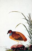 Boorong Door-lanting, from 'Drawings of Birds from Malacca', c.1805-18 - Chinese School