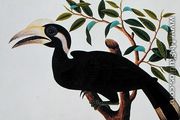 Ke-ke, from 'Drawings of Birds from Malacca', c.1805-18 (2) - Chinese School