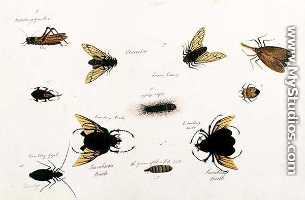 Bilalang Gambur, Cicada, Koombang Kerbo, Koombang Gajah, Scaraboeus Beetle, Ucanucang, from 