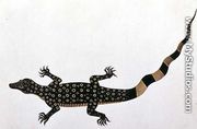 Guana, Bie awa Tana, from 'Drawings of Animals, Insects and Reptiles from Malacca', c.1805-18 - Chinese School