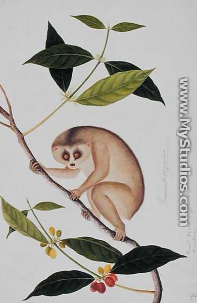 Lemur tardigradus, Booah Kawah (coffee tree) Kong Kang, from 