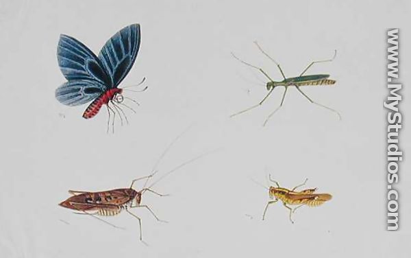 Insects, from 