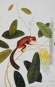 Squirrel on a wildgrape tree, Toopay Krawa, Booah angoor Ootan, from 'Drawings of Animals, Insects and Reptiles from Malacca', c.1805-18 - Chinese School
