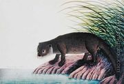 Otter, Brang-Brang, from 'Drawings of Animals, Insects and Reptiles from Malacca', c.1805-18 - Chinese School