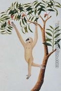 White Long Armed Ape, Ongka Pootre, from 'Drawings of Animals, Insects and Reptiles from Malacca', c.1805-18 - Chinese School
