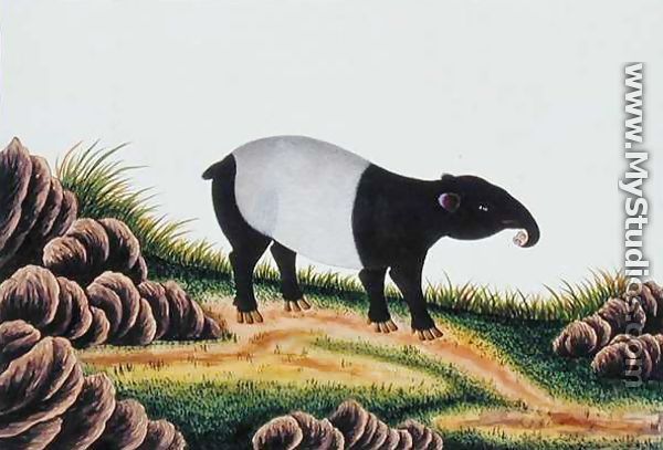 Tapir of Malacca, from 