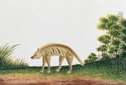Hyena, from 'Drawings of Animals, Insects and Reptiles from Malacca', c.1805-18 - Chinese School