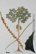 Tookas, Caryota wiens, from 'Drawings of Plants from Malacca', c.1805-18 - Chinese School