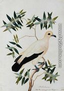 Melabeuca, Poke Glam, Boorong ra-ooah ra-ooah, from 'Drawings of Birds from Malacca', c.1805-18 - Chinese School