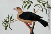 Stock Dove, Pergam, from 'Drawings of Birds from Malacca', c.1805-18 - Chinese School