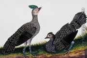 A Cock and Hen Kooaw Chirmin from 'Drawings of Birds from Malacca', c.1805-18 - Chinese School