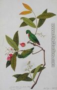 Jamboo Chielie also Jamboo Bertay Boorong Serindik, from 'Drawings of Birds from Malacca', c.1805-18 - Chinese School