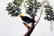 Tree akra Krieka, from 'Drawings of Birds from Malacca', c.1805-18 - Chinese School
