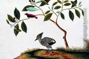 Sepah Pootrie, from 'Drawings of Birds from Malacca', c.1805-18 - Chinese School