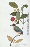 Garcinia celebica, Mangies ootan, Bourong Mentooah Plandoka, from 'Drawings of Birds from Malacca', c.1805-18 - Chinese School