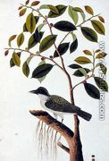 Poko Jabie Jabie, Boorong Sie-aras, from 'Drawings of Birds from Malacca', c.1805-18 - Chinese School