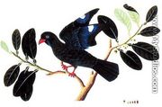 Boorong Tanou, from 'Drawings of Birds from Malacca', c.1805-18 - Chinese School