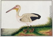 Pelican, Boorong Java, from 'Drawings of Birds from Malacca', c.1805-18 - Chinese School