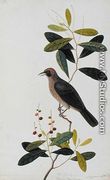 Bua Sambey, Boorong Baroo Baroo, from 'Drawigns of Birds from Malacca', c.1805-18 - Chinese School