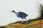 Exotic Bird, from 'Drawings of Birds from Malacca', c.1805-18 (7) - Chinese School