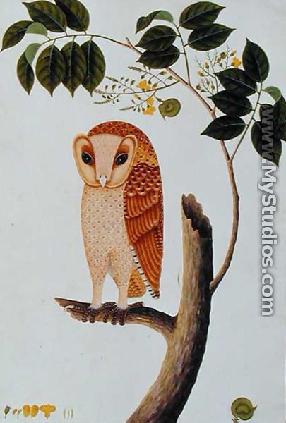Owl, Boorong antoo, from 