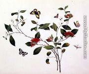 Plant Study with Butterflies and Insects, c.1800 - Chinese School