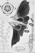 Drawing 38/6 Geranium phaeum, monochrome version, 1909 - Arthur Henry Church