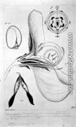 Drawing 57/7 Cytisus scoparius (Common Broom) monochrome version, 1908 - Arthur Henry Church