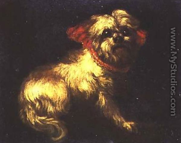 A Maltese Terrier - Pier Francesco Cittadini