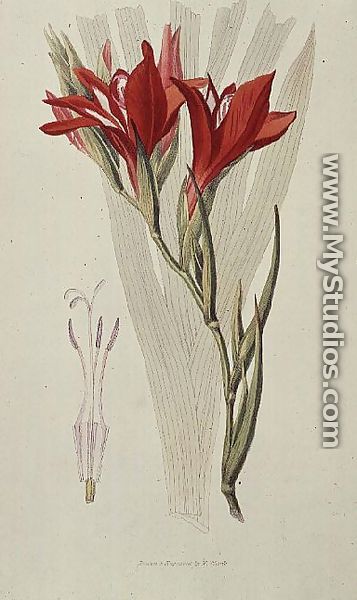 Gladiolus: (Red) from `Flora Conspicua