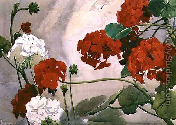 Red and White Geraniums - Richard E. Clarke