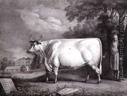 The Baron, a prize shorthorn (The Nannau White Cow), 1824 - Daniel Clowes