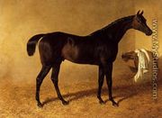 'Dr Syntax', a dark bay racehorse in a loose box - John Frederick Herring Snr