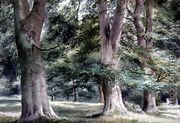 Study of Beech Trees - Thomas Collier