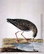 Curlew Sandpiper - Charles Collins