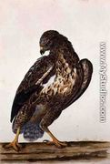 The Common Buzzard  1739 - Charles Collins