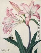 Lilium Belladonna and Bee, 1786 - Matilda Conyers