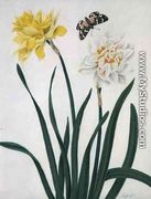 Narcissi and Butterfly - Matilda Conyers