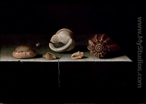 Six Shells on a Stone Shelf, 1696 - Adriaen Coorte