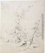 Study of Weeds, Kirkstall, 1803 - John Sell Cotman